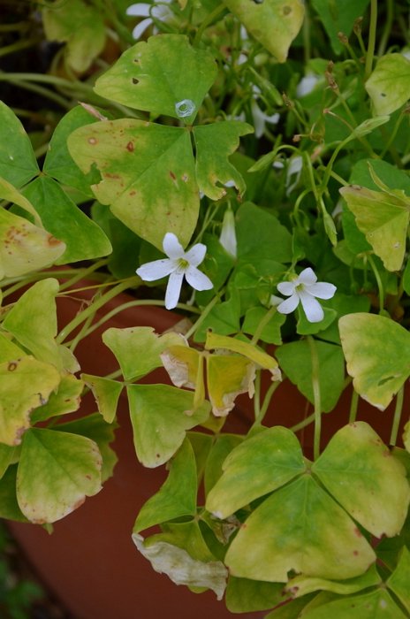 Oxalis regnellii